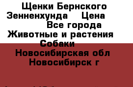 Щенки Бернского Зенненхунда  › Цена ­ 40 000 - Все города Животные и растения » Собаки   . Новосибирская обл.,Новосибирск г.